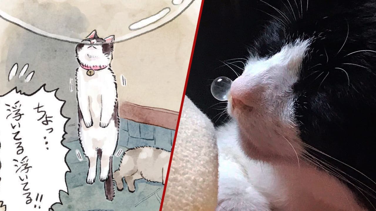 Gato anime burbuja nariz banner