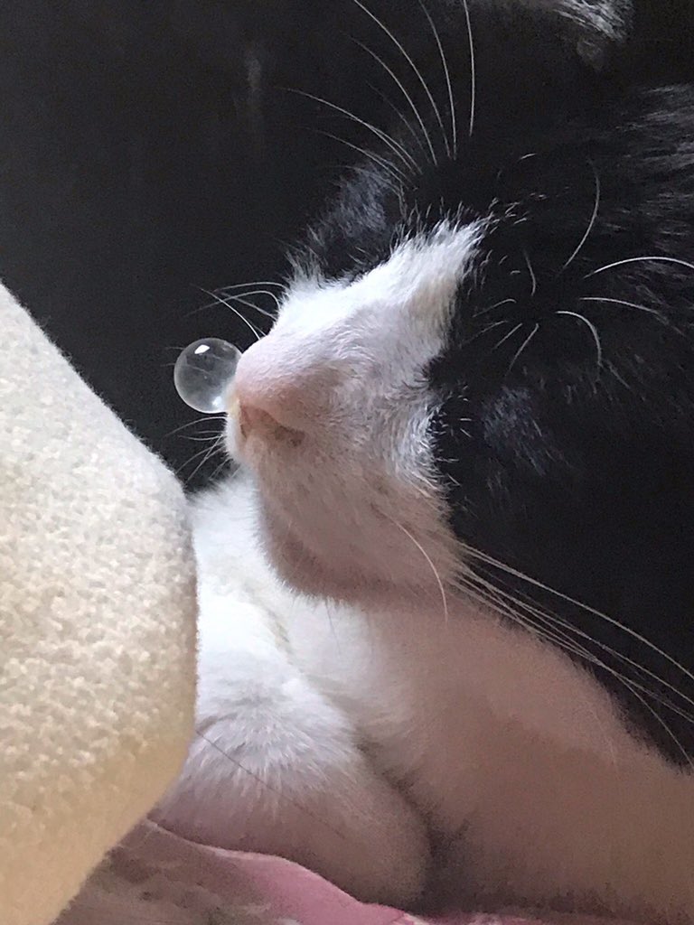 Gato anime burbuja nariz