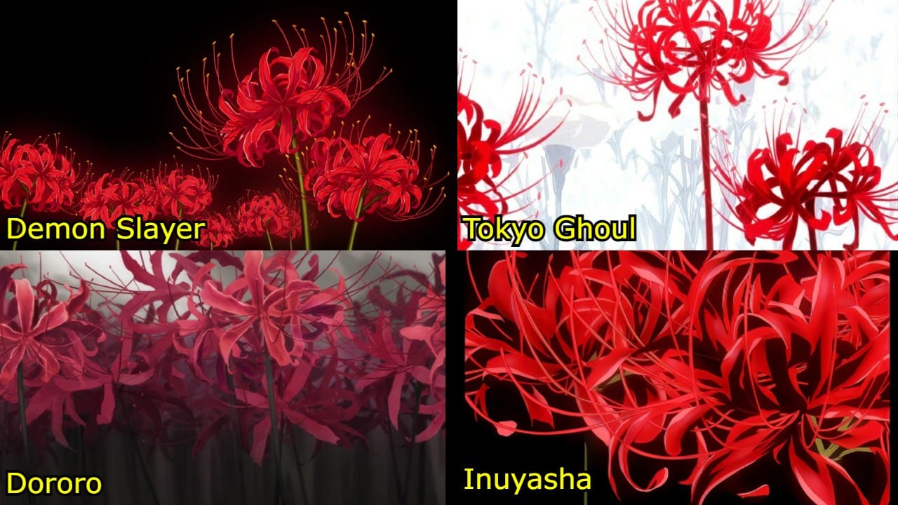 Lycoris