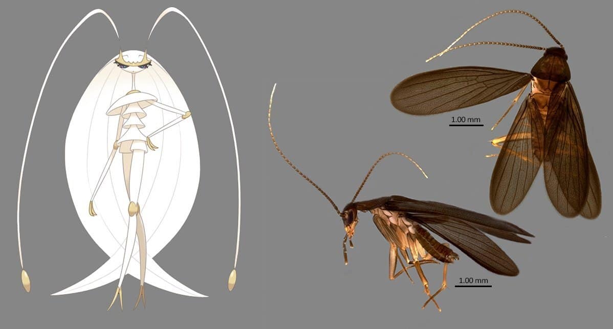 Pokémon inspira el nombre de una nueva especie de insecto descubierto