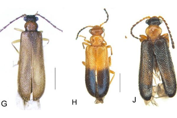 Pokémon inspira el nombre de una nueva especie de insecto descubierto