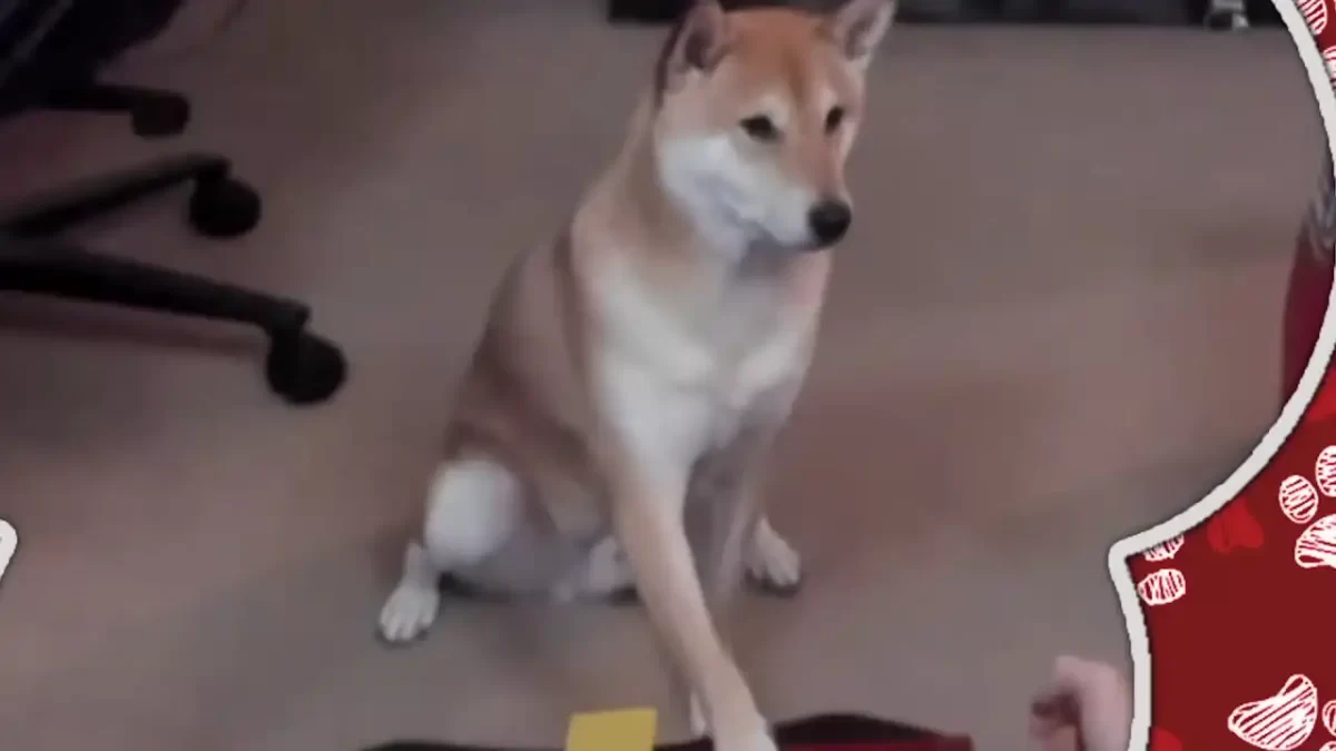 PERRO SPEEDRUNNER IMAGEN 1