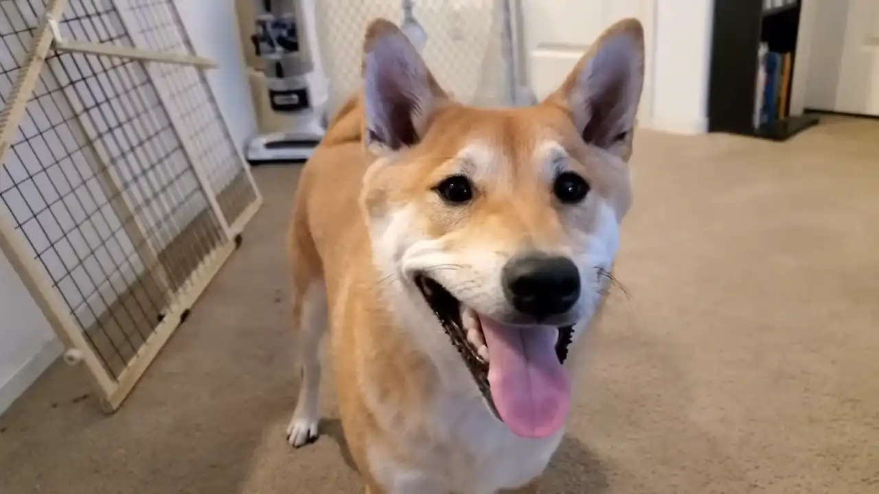 PERRO SPEEDRUNNER IMAGEN 2