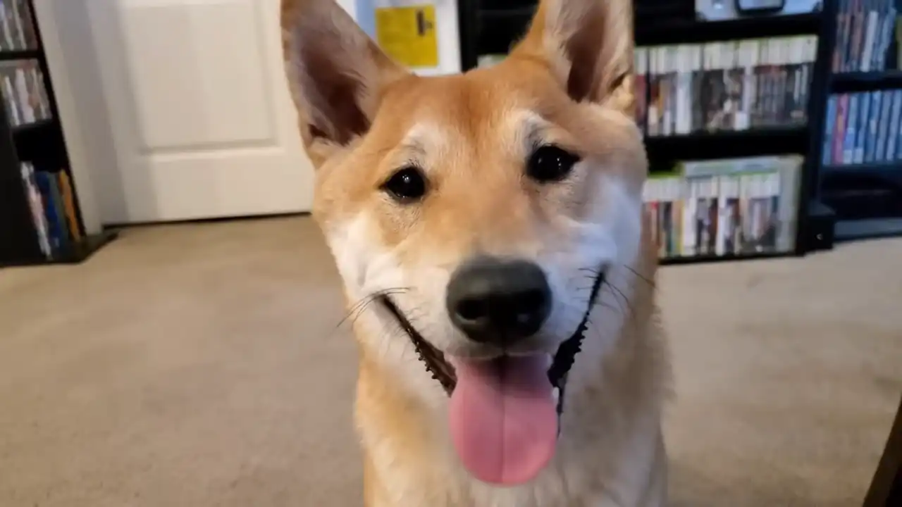 Un perro hará un speedrun en AGDQ 2024