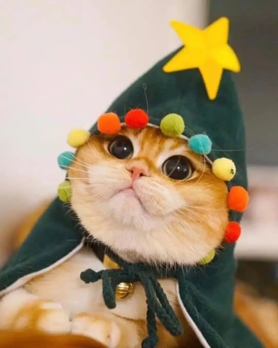 Cosplay de Gatito Zelda