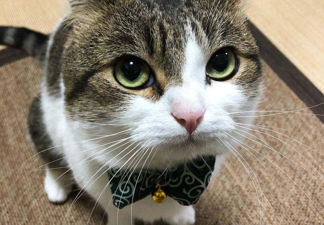 Gatito Kotaro