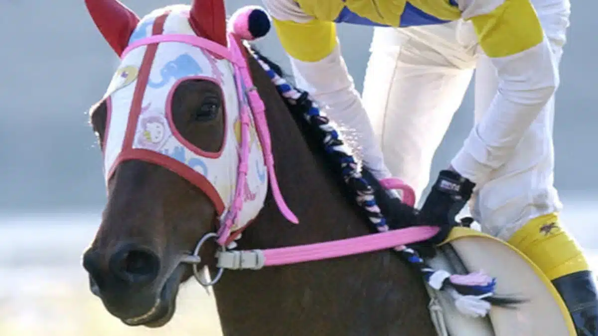 Goodbye to Haru Urara, the mare that conquered hearts and gave life to Uma Musume