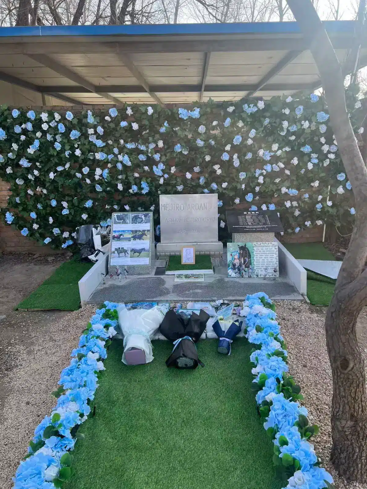 Más allá de la pantalla: Fans de Umamusume restauran la tumba de la leyenda Mejiro Ardan en China