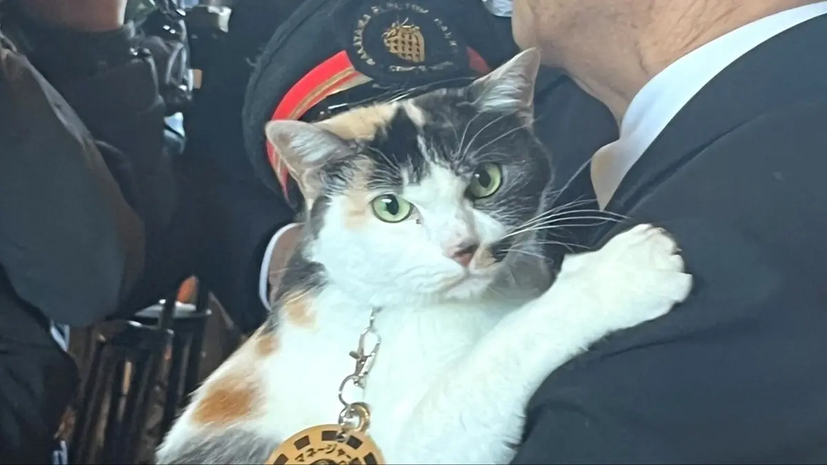 ¡Nueva jefa en la estación! Japón nombra a una gata calicó como jefa de estación oficial